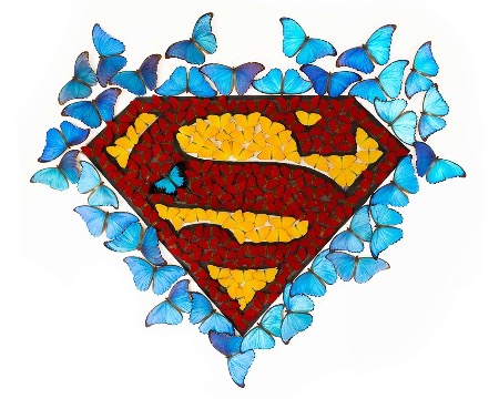 Superman - Acrylique sur papier et papillons naturalisés - 138 x 119 x 10 cm